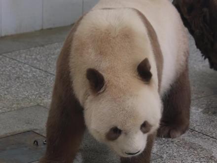 七仔机警的小眼神😆#熊猫 #大熊猫 #大熊猫七仔