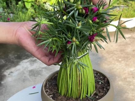 #花园生活 用88根太阳花枝编了个花瓶#种植小技巧 #爱生活爱养花 #重瓣太阳花