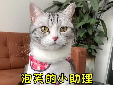 你想当泡芙的小助理吗?#vlog萌宠日常 #古都茶话会