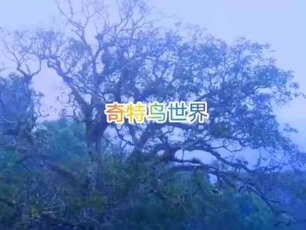 100种鸟叫声#大山深处自然美山清水秀好风光