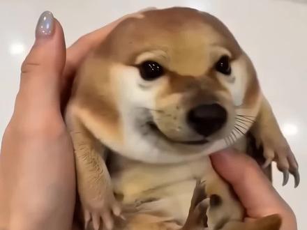 ai宠物刀盾狗制作教程,什么是刀盾狗,我的刀盾是什么梗,刀盾狗特效,刀盾狗ai指令视频制作,刀盾狗ai生成提示词#小云雀AI #小云雀爆款马上成片 #小云雀seedance #芯有云雀创作飞跃