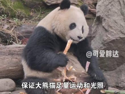 杭州动物园大熊猫香果罹患肠扭转!什么是肠扭转?怎么治疗?