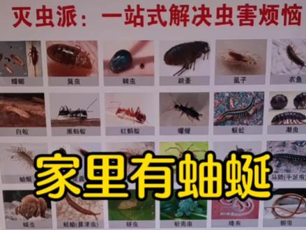 家里有蚰蜒怎样彻底清除?家里有蚰蜒用什么药可以彻底消灭干净?#蚰蜒虫 #灭蚰蜒