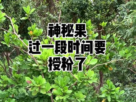 神秘果开了好多花了。#神秘果 #果树