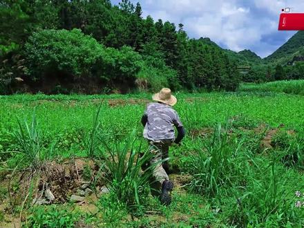 不同的蛇会杂交吗? #户外 #知识分享 #科普 #深度解析 #危险动作请勿模仿