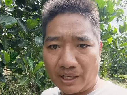 野生排蜂养殖探索,有很多疑问在网页上也查不到,比如说,候鸟迁徙是气候原因,那么大排蜂迁徙是什么原因呢?他是怎么过冬的?找不到文献就自己实验。#排蜂人为养殖技术研究 #蜜蜂养殖技术分享 #养蜂人 #大自然的搬运工持续更新中