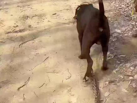 #西北刀客 #锁头 #富贵 #楚风护农队 毛弟直播间太欢乐,一路喊富贵喊到吐🤣一时没看住,李富贵直奔养殖场鸡圈里,瞬间鸡鸭鹅吓得叽哇乱叫🤣🤣🤣毛弟不能一个人遛了,多亏直播间2个小姐姐帮忙看锁头毛弟的狗@西北刀客-机油手 @西北刀客-吴队 @楚风-公益护农 @楚风护农队-毛弟