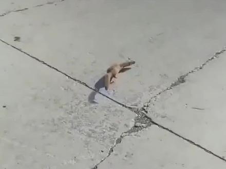 黄鼠狼全身是宝,为何无人饲养,难道灵异传说都是真的吗? #黄鼠狼 #黄皮子 #黄大仙 #动物世界