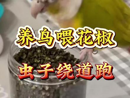 养鸟喂花椒虫子绕道跑#养宠知识 #鹦鹉知识科普#鹦鹉小妙招#鹦鹉经验分享#养鸟知识科普