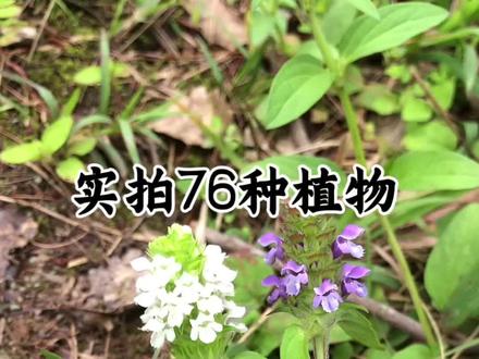 这七十几种植物中你们认识几种?#草本植物 #植物