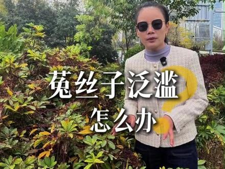 菟丝子根除方法 #菟丝子防治 #无根藤 #杂草防除 #园林绿化 @DOU+小助手 @抖音小助手