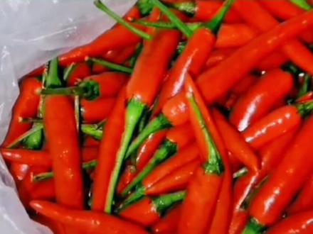 #创作灵感 云南小米椒价格爆涨,为何如此高?现在下手还有机会吗??#云南蔬菜 #最新消息 #热点 #蔬菜 #最新发布 #蔬菜🥬 #新鲜蔬菜 #小米椒 #辣椒