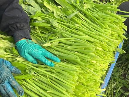 八卦洲头茬空心菜 现割空心菜啦