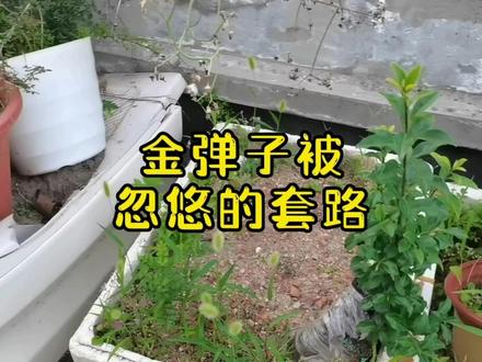 金弹子忽悠你的套路 #楼顶花园 #露台花园 #阳台种植