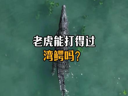 老虎能打得过湾鳄吗?#动物科普 #湾鳄