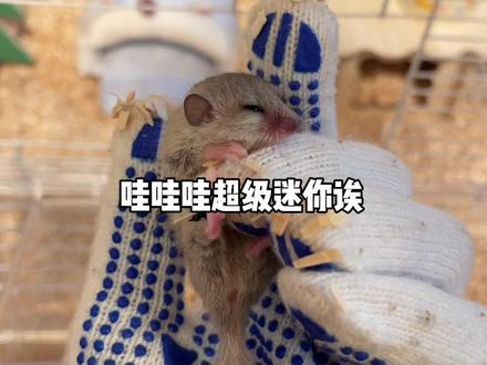 新成员小睡鼠是我接过最迷你的一只小宠了大家取个适合它的名字叭😍#西班牙睡鼠 #奇妙的动物 #阔爱炸了