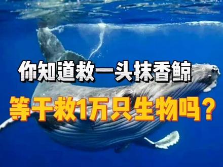为什么说救援一头抹香鲸,相当于救了13900只海洋生物?#科普 #涨知识 #抹香鲸