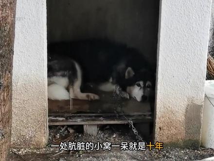 一句傻狗,女孩对它连续投喂长达四年 #隔壁公司的傻狗 #小狗 #动物世界 #催泪