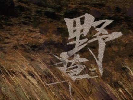 椿乐队-野草#椿乐队#扫毒风暴