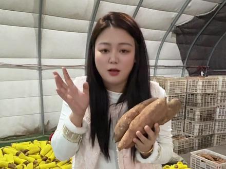 北京本地红薯白薯蜜薯 毒红薯事件教你如何分辨#毒红薯 #白哈密冰糖薯 #红薯 #白薯