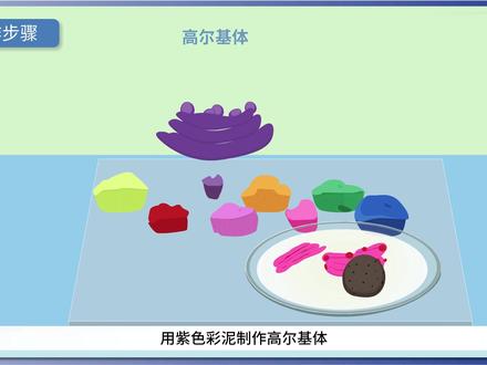 尝试制作真核细胞三维结构模型