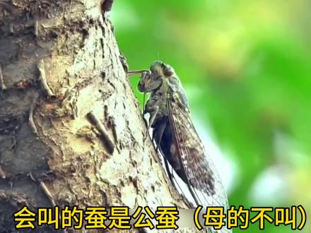 请仔细看完,这常见的七种蚕你认识几种呢?现在的孩子他们只道书本里的“知了”和“蚕”,到底蚕和知了是什么样子的呢?
#蝉 #神奇的大自然 #神奇动物在抖音 #养蚕日记 #你能叫出它的名字吗 ?
