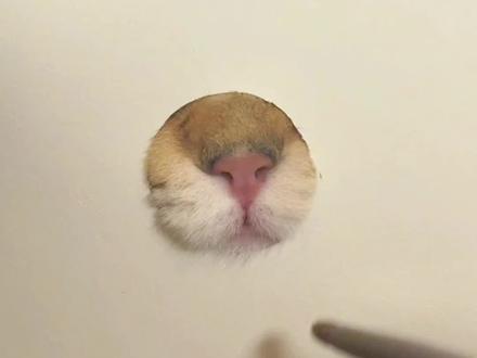 怎么画猫🐱#宠物知识 #猫咪#萌宠出道计划 #猫咪的迷惑行为 #真实生活分享计划