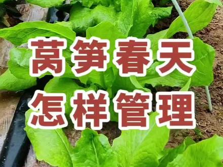 春天莴笋进入疯狂生长阶段,大家一定要勤施肥保证营养充足#家庭种植#有机种植#莴笋管理