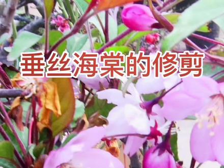南京农业大学园艺系陈教授讲解垂丝海棠的修剪#修剪 #垂丝海棠#新农人计划2023 @DOU+小助手