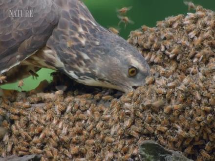 凤头蜂鹰是一种喜欢吃蜂类的中型猛禽 #奇趣自然 #动物鸟世界 #鹰