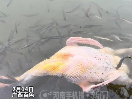 男子拔鸭毛拔到一半,把鸭子扔进河里请小鱼当“拔毛工”,没想到鸭毛被拔得干干净净。#万万没想到 #意不意外