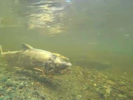 俄罗斯鲑鱼为什么还活着就腐烂? #动物世界 #动物纪录片#哲罗鲑