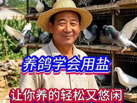 养鸽学会用盐 让你养的轻松又悠闲 #鸽子养殖经验分享 #农村创业致富项目 #养鸽心得分享 #养鸽小技巧 #新手养鸽