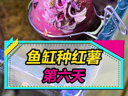 鱼缸种红薯第6天,换了个品种,还有2个问题请教大家!#养鱼人