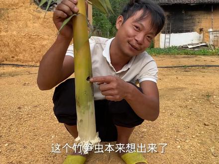 好多兄弟问我竹笋虫长大了变成什么?现在你就看到了!找了好多地方才找来了两只,还有一条竹笋虫。点个赞哦😂#记录我的农村生活 #竹笋虫 #竹象