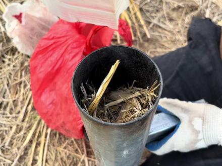 农田灭鼠神器!将大量辣椒点燃插入地洞,将大小老鼠一锅端#驱鼠 #乡村军仔 #军仔抓老鼠