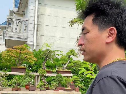 #盆景 #盆景制作 #盆景养护 #盆景艺术 真柏黄叶分情况的/看完视频/不用担心