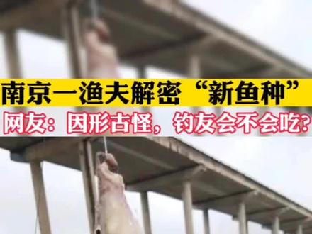江苏南京一渔夫解密“新品种”,网友:因外形古怪,钓友会不会吃?#怪鱼#泥鳅#钢鳅#中华沙鳅
