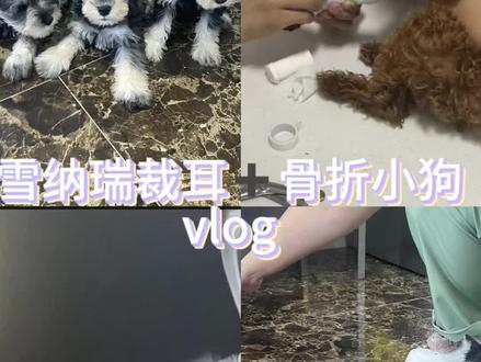 宠物医院的一天#兽医日常