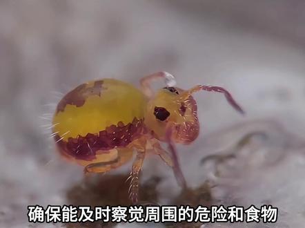 微观世界的萌系精灵——圆跳虫 #动物世界 #圆跳虫