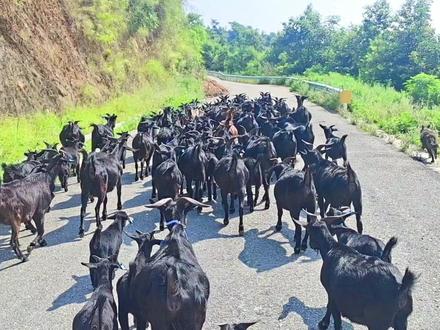 母羊生完羊羔后多久可以配种?来看看养羊人的说法