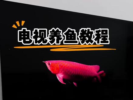 伏脂辌辍木牛流洞座
电视养鱼教程来啦#电子养鱼#养鱼#电视养鱼教程#电视屏保#龙鱼
电视养鱼、电子养鱼、龙鱼、金龙鱼、钓鱼、鱼、金龙鱼电视屏保教程 电视、tcl电视