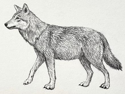 一分钟学会!超简单的画狼的方法✿ ◡‿◡✿
#绘画教程 #一起学画画 #画狼 #画动物 #动物画法