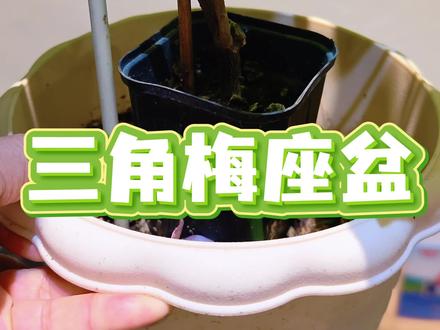 三角梅小苗速成法#三角梅#三角梅养护#三角梅座盆