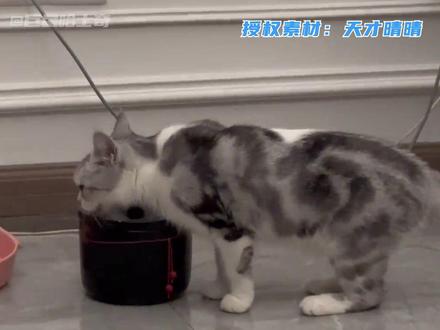 前脚36码 后脚48码#帮忙看一下这猫正经不#小猫 #搞笑 #冷知识