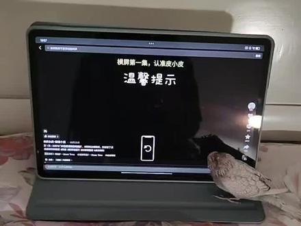 给它上完药,播放鹦鹉动画片给它看 #鹦鹉战队