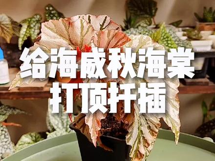 一个视频彻底教会你怎么扦插秋海棠#秋海棠