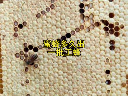 工蜂多久可以从卵变成蜂呢?#中蜂养殖
