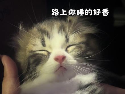 积攒了和雪糕一年的视频 虽然有点长 但都是与它点点滴滴的小美好。有幸相遇 未来可期#猫咪的可爱瞬间 #创作者中心 #创作灵感 #猫咪成长记