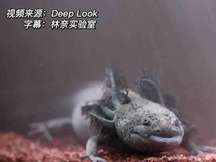 六角恐龙又叫美西螈,正式名字叫墨西哥钝口螈。也许你家里也养了它,但你可能有所不知,野生的六角恐龙全世界也只有几百只。
#六角恐龙 #蝾螈 #科普 #动物